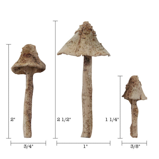 sizes of Toadstools - Idea-Ology Resin Models by Tim Holtz ... 3 (three) dimensional fungi in 3 sizes (one of each) made of ivory resin, pre-stained and ready for altering and using in mixed media, home decor and visual arts. TH94082.