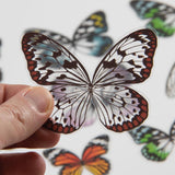 example of Transparent Acetate Wings ... by Tim Holtz (Idea-Ology) - Die Cut Acetate Ephemera for Papercrafts - Colourful Pack of wings for Butterflies, Fairies, Dragonflies and other winged creatures.